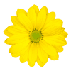 Wami - Flower